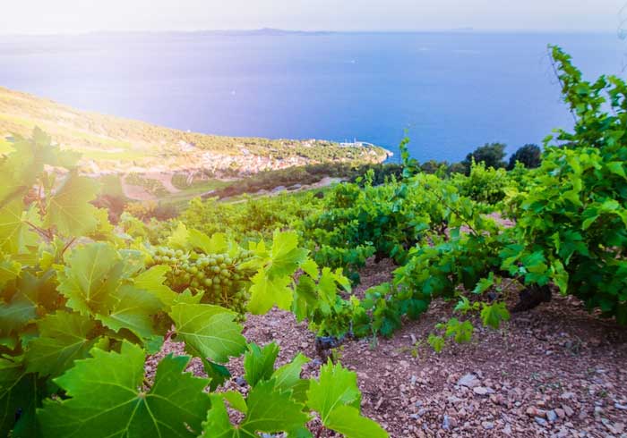Hvar Vineyards – Croatian Gastro Experiences by Travelive