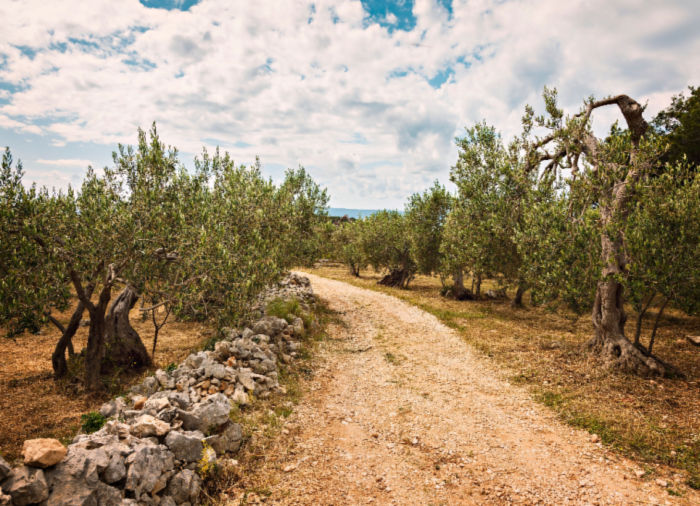 Island Odyssey Brac Olive Oil – Luxury Vacation in Croatia