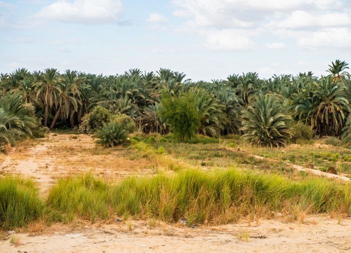 Egypt honeymoon with Travelive, luxury travel agency