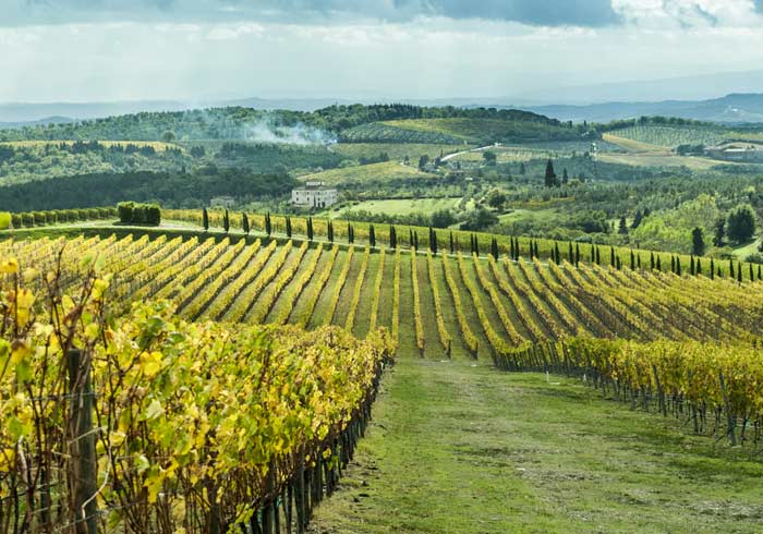 Chianti Vineyard – Tuscany Honeymoon packages with Travelive