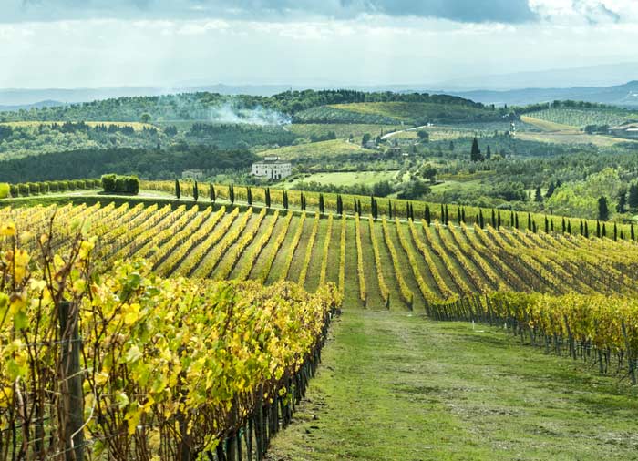 Vineyard in Chianti – Tuscany, Rome Tuscany vacation experience with Travelive, luxury travel