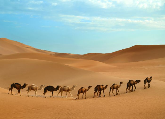 Honeymoon with Travelive, Romantic Explorer Package